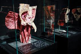 THE HUMAN BODY EXHIBITION, Body Worlds