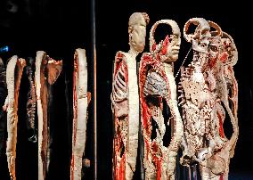 THE HUMAN BODY EXHIBITION, Body Worlds