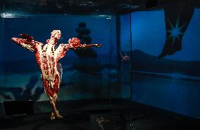 THE HUMAN BODY EXHIBITION, Body Worlds