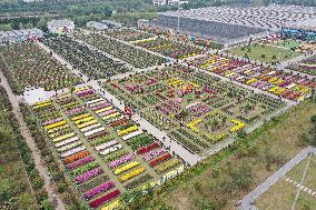 Chrysanthemum Garden In Nanjing City