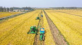 Hongze Lake Farm Autumn Harvest