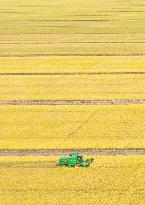 Hongze Lake Farm Autumn Harvest