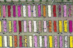 Chrysanthemum Garden In Nanjing City