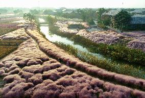 Beautiful Autumn Scenery in China