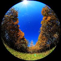 Golden Larch Forest In Yichun