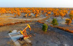 Tahe Oilfield in Autumn