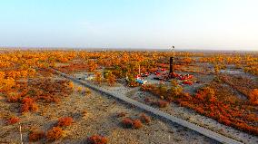 Tahe Oilfield in Autumn