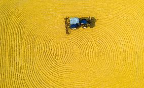 Rice Harvest in China