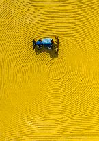 Rice Harvest in China