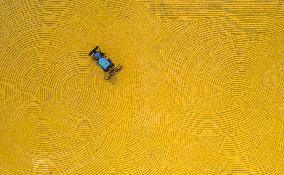 Rice Harvest in China