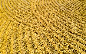 Rice Harvest in China