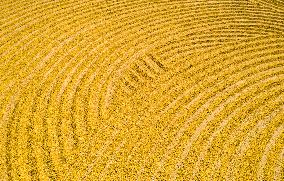 Rice Harvest in China