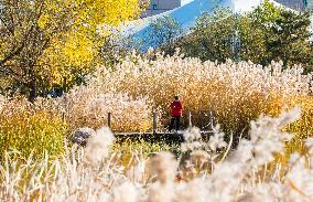 Autumn Scenery In Hohhot City