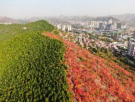 Natural Scene In Jinan City