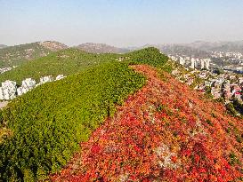 Natural Scene In Jinan City