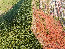 Natural Scene In Jinan City