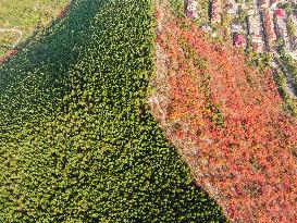 Natural Scene In Jinan City