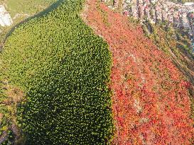 Natural Scene In Jinan City