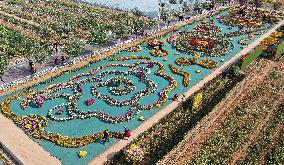 Appreciating Chrysanthemums On The Double Ninth Festival