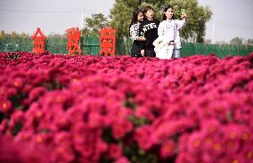 Appreciating Chrysanthemums On The Double Ninth Festival