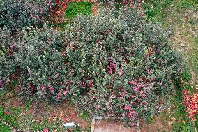 The Oldest Apple Tree in China