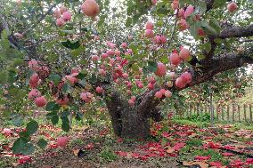 The Oldest Apple Tree in China