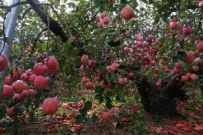 The Oldest Apple Tree in China