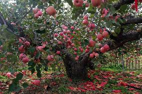 The Oldest Apple Tree in China