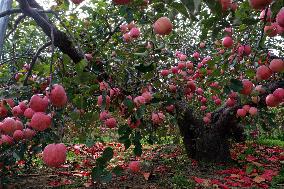 The Oldest Apple Tree in China