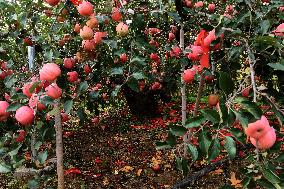 The Oldest Apple Tree in China