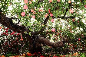 The Oldest Apple Tree in China