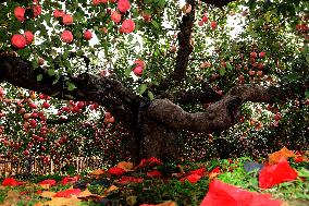 The Oldest Apple Tree in China