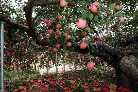 The Oldest Apple Tree in China