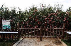 The Oldest Apple Tree in China