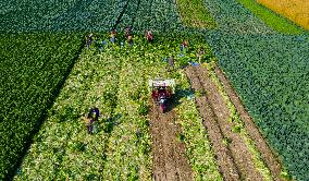 Vegetable Harvest