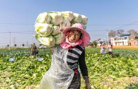 Vegetable Harvest