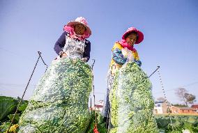 Vegetable Harvest