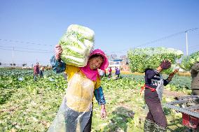 Vegetable Harvest