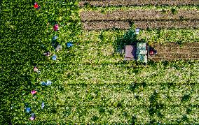 Vegetable Harvest