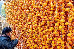 Persimmon Harvest