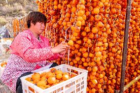 Persimmon Harvest