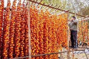 Persimmon Harvest