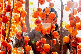 Persimmon Harvest