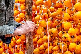 Persimmon Harvest