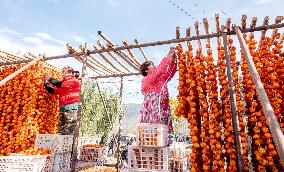 Persimmon Harvest