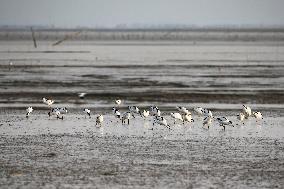 Migratory Bird Environment