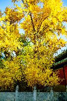 Dajue Temple in Autumn