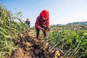 China Agricultural Harvest