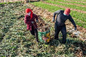 China Agricultural Harvest