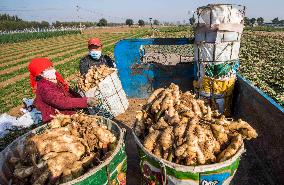 China Agricultural Harvest